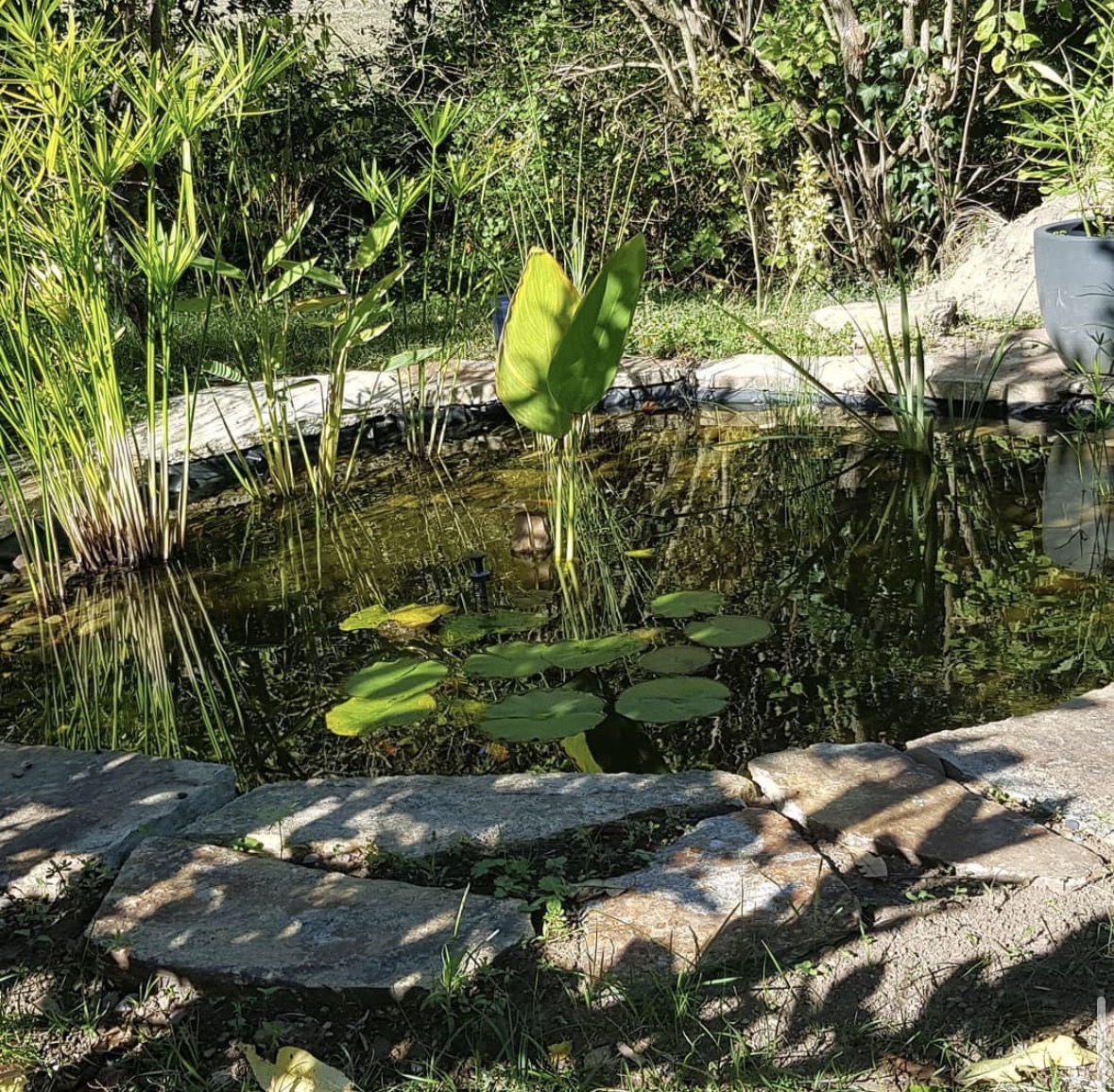 Bassin aquatique aménagé avec nénuphars